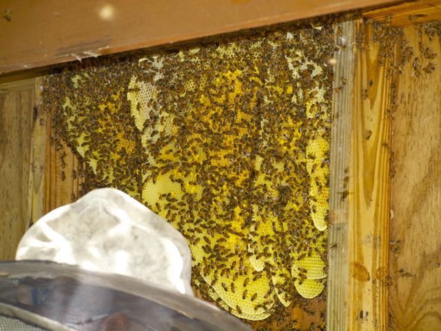 Bees at Beach.jpg