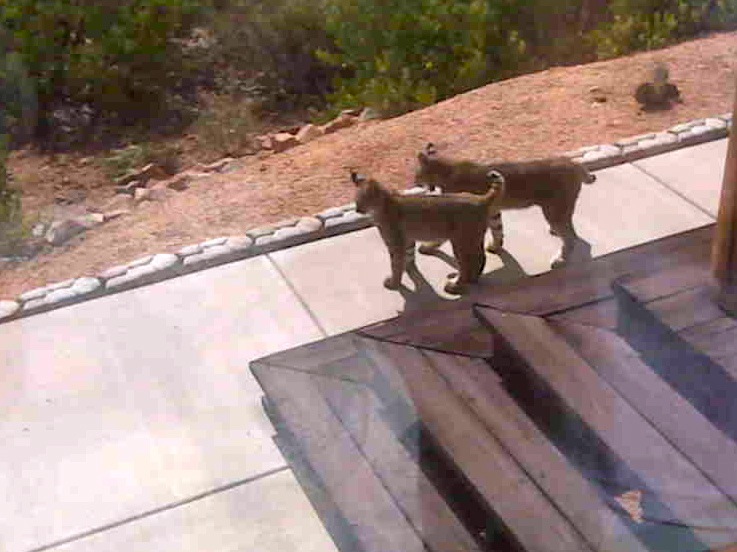Bobcats2.jpg
