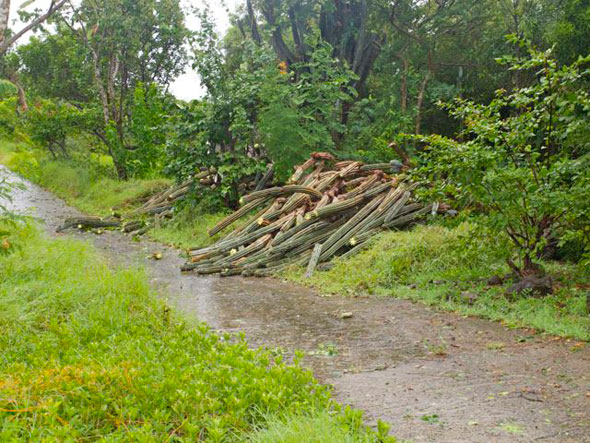 Irene-2.jpg