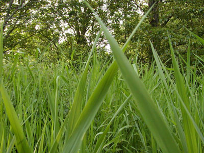 TallGrass.jpg