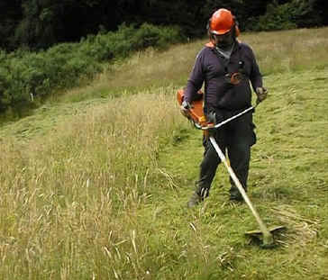 Brushcutting_Tall_grass.jpg