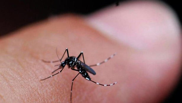 mosquito-closeup.jpg