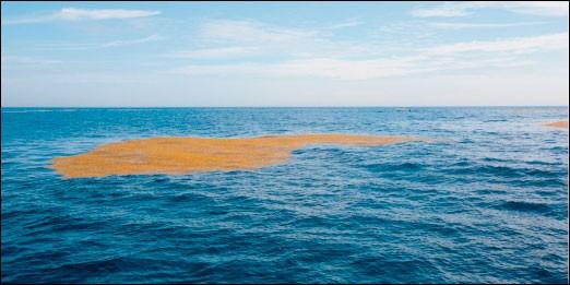 sargassum-weed.jpg