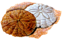 big sand-dollars.gif