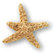 starfish1.gif