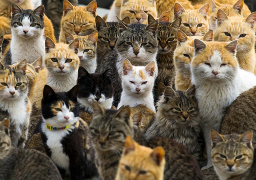 feral-cats.jpg