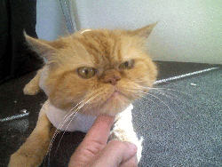 cat-1.gif